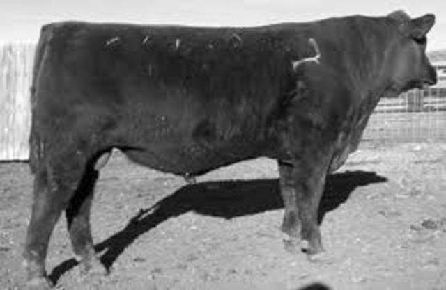 Netherlands licensed tetracycline AGPs