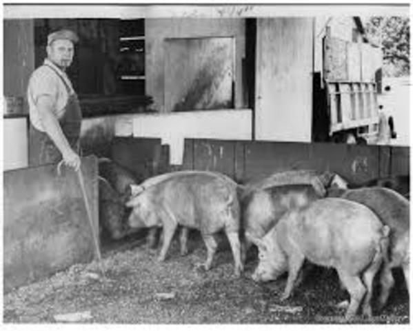 Up to 50% of British pigs were fed antibiotics and that nearly all unweaned piglets had access to food containing tetracyclines