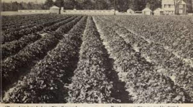 Streptomycin-based plant sprays and solutions were licensed in Europe