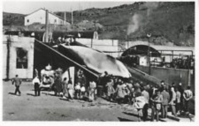 the Icelandic whaling station at Hvalurfjördur started routinely using Pﬁzer’s biostat (oxytetracycline).