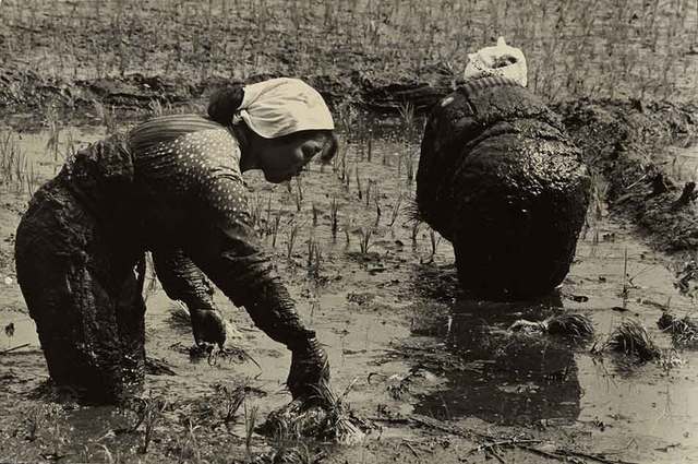 Japanese researchers isolated the streptogramin antibiotic blasticidin S. Licensed for use against rice blast disease