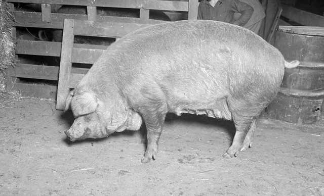 In South Africa 80% of producers routinely fed antibiotic creep feeds—dietary supplements for young animals