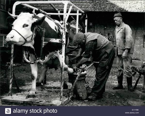 Cattle producers began to use new ionophore antibiotics like monensin