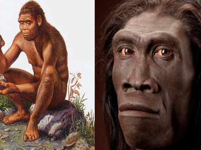 Homo Erectus