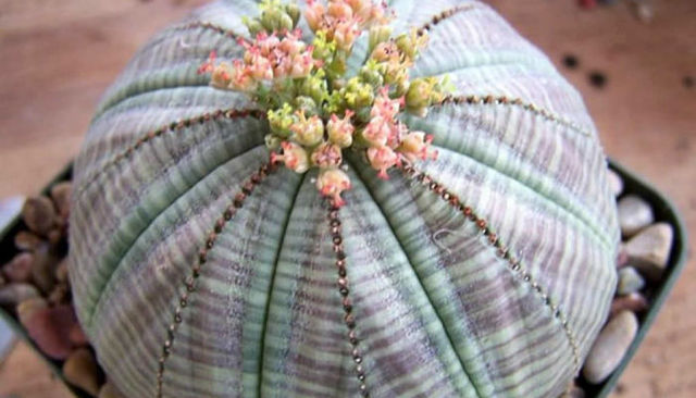 començó a coleccionar suculentes