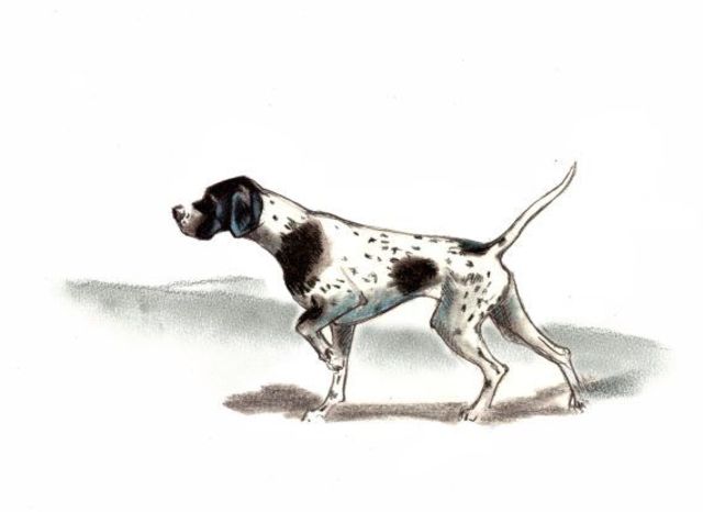 Arriba la Pepa (gos)