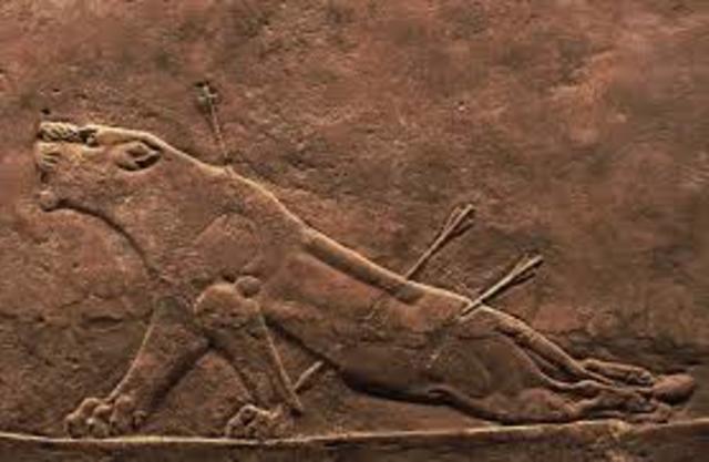 Leona herida. Imperio nuevo asirio.