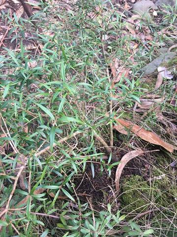 colocación en la maceta