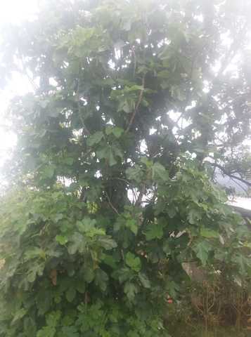 Planta establecida para la obtencion para los esquejes.