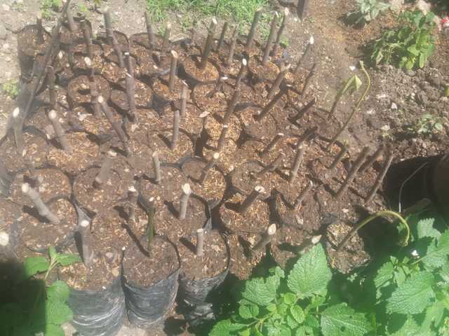 Eskejes en general de los 4 tratamientos