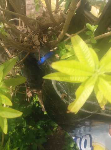 Riego en general en los acodos.