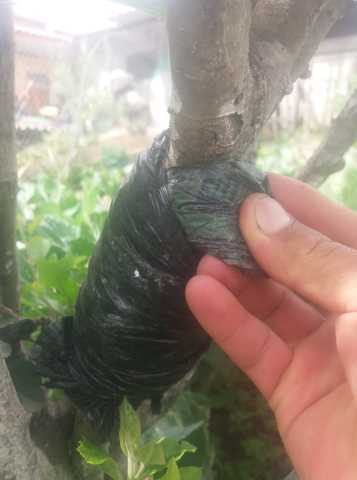 Sellado y hormonado con la turba.