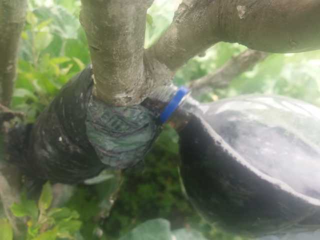 Riego con un enraizante liquida