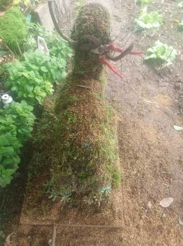 Se obtubo mayor enraizamiento  de toda la extructura