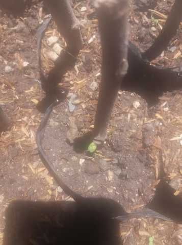 Yemas con su brotecon la hormona ana