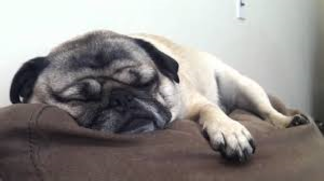 First day, i met the PUGS.