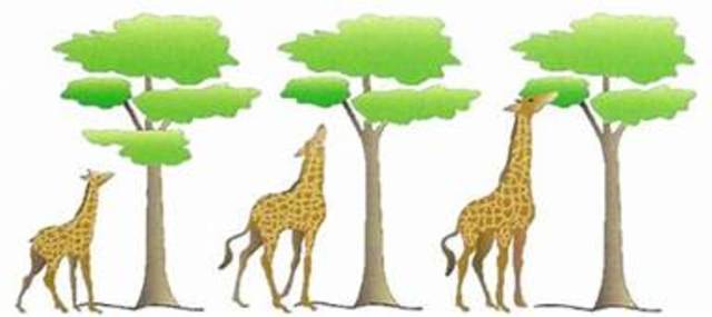 Darwin - Theory of Evolution