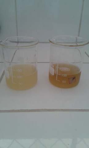 Realización del medio de cultivo utilizando 100 ml de cada solución de hormona natural