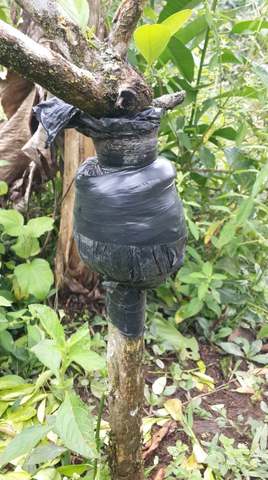 Seguimiento al acodo  de naranja.