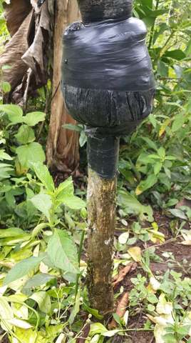 Riego al acodo de naranja.