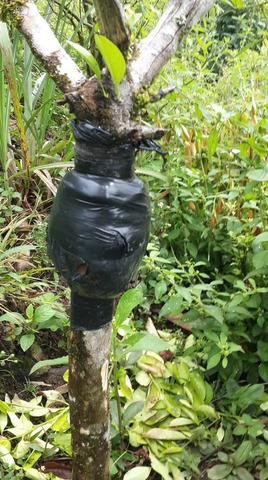 Revision al acodo de Naranja.