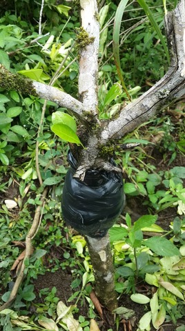 Riego al acodo de naranja.