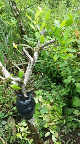 Revisar si hay parecencia de raices en el acodo de naranja.