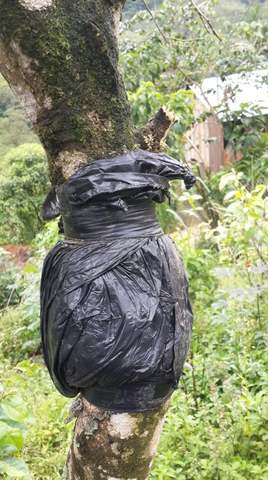 Seguimiento al acodo de Guaba.