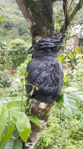 Riego al acodo de Guaba.