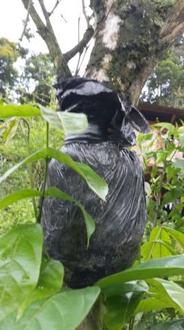 Riego al acodo de Guaba.