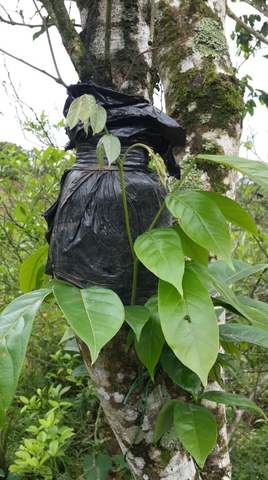 Revisar si hay parecencia de raices en el acodo de guaba.