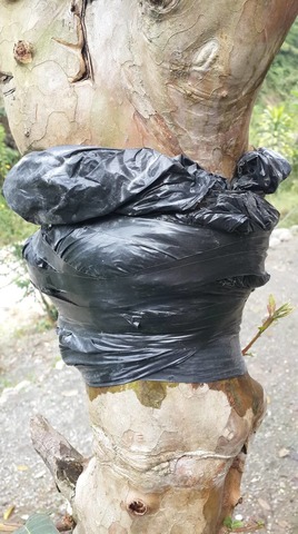 Seguimiento al acodo de Guayaba.