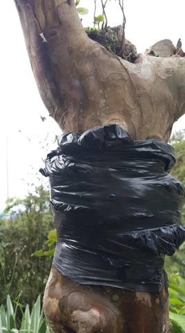 Riego al acodo de Guayaba.