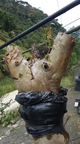 Riego al acodo de Guayaba.