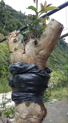 Revisar si hay parecencia de raices en el acodo de guayaba.