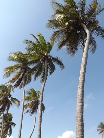 Comunidad Palmas de Lucía