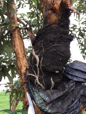 Extracción de la parte de planta que se va a hacer el bonsai
