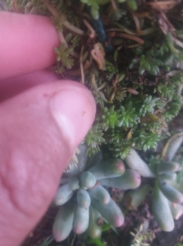 PRESIEMBRA DE LAS PLANTAS