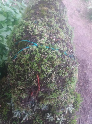 Vigor en las plantas mil estrelas