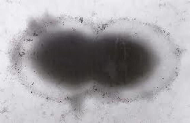 Frederick Twort/Felix d’Hérelle.