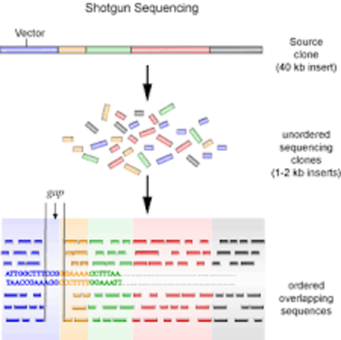 Fred Sanger, Eteven Niklen y Alan Coulson.
