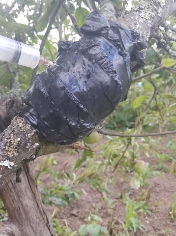 Revicion y riego en los acodos.