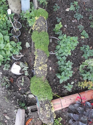 Mantenimiento en la topiaria