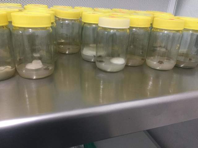 16 peciolos de los tratamientos