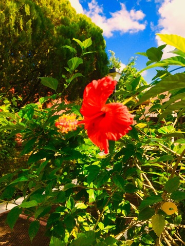 Lazy day in viodolid