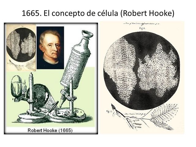 Robert Hooke