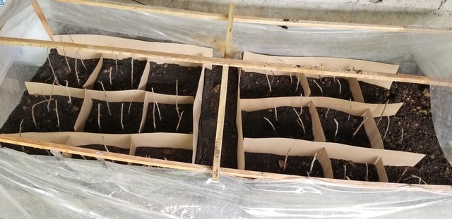 Primera revision del avance.