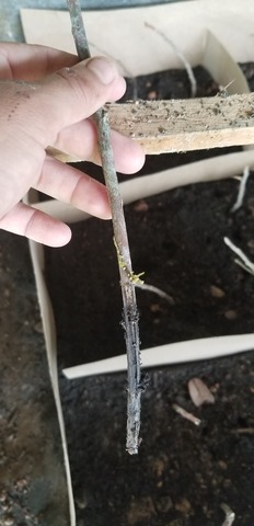 Tercera revision del avance del proyecto.