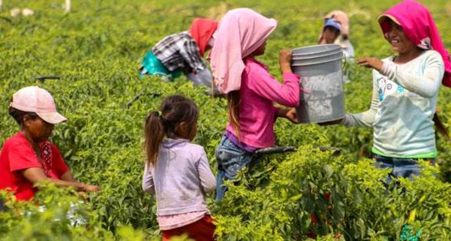 Programa de Atención a Jornaleros Agrícolas