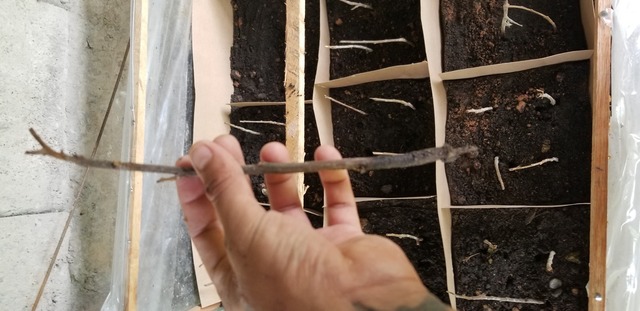 Revisión de los esquejes de todo los tratamientos